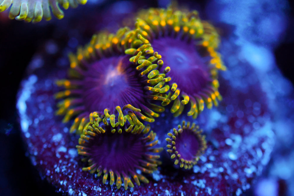 Joker Hornet Zoa 2
