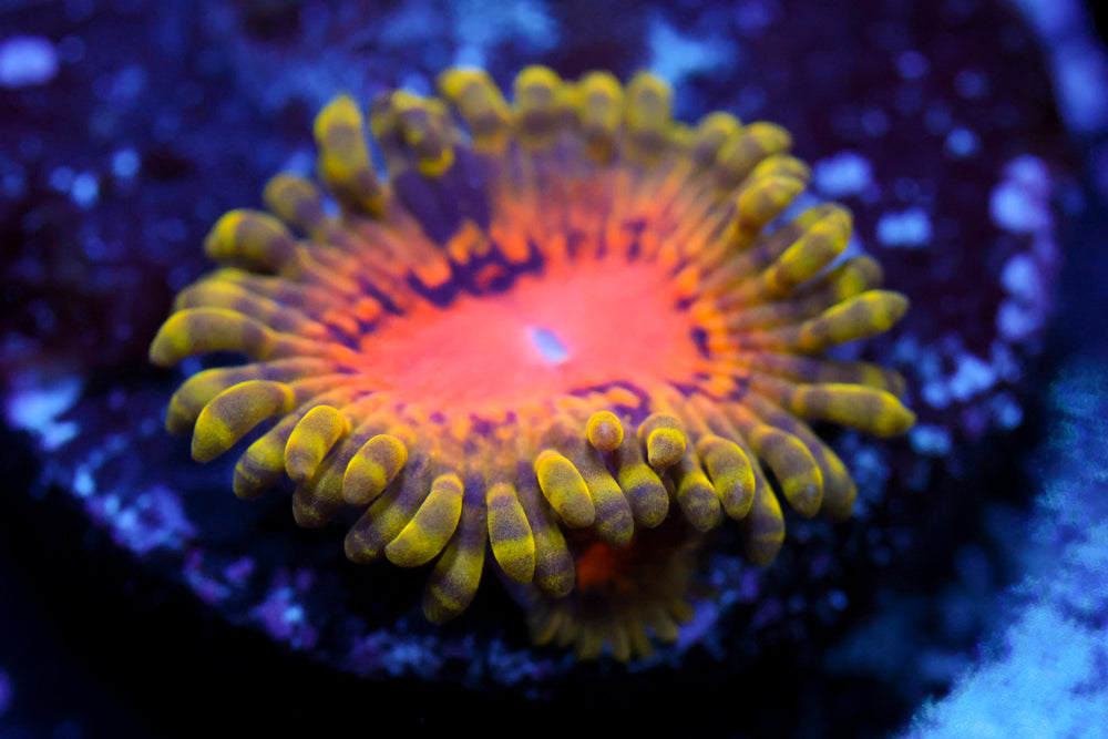 Marvin the Martian Zoa 3