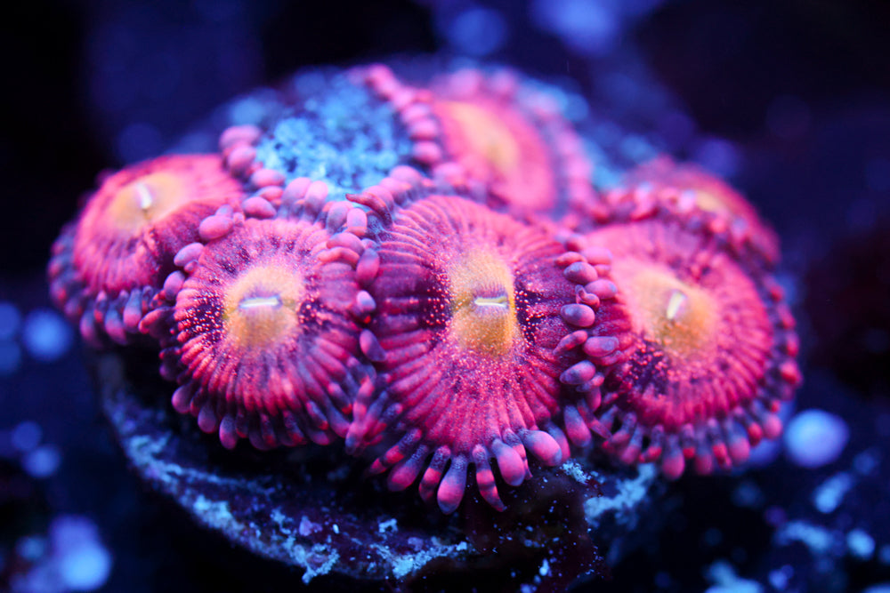 Playboy Bunny Zoa 1