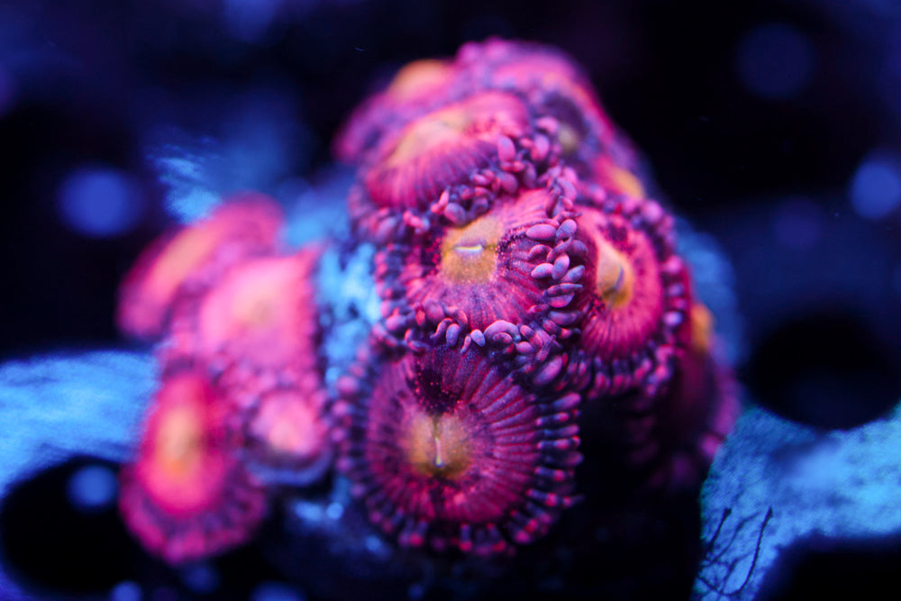 Playboy Bunny Zoa 2