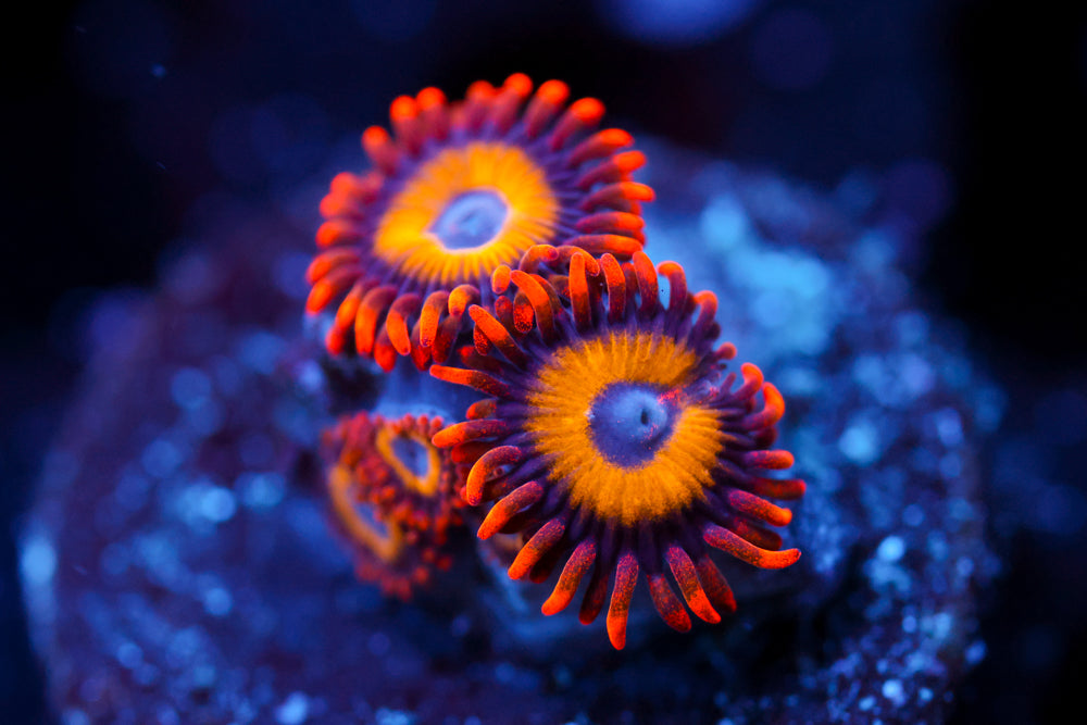 Fruit Loops Zoa 1
