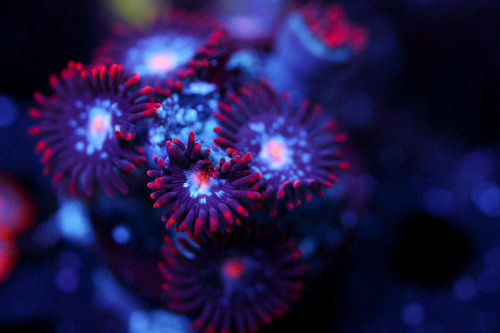 Mystique Zoa 1