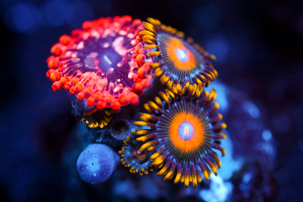 Utter Chaos + Scrambled Eggs Zoa