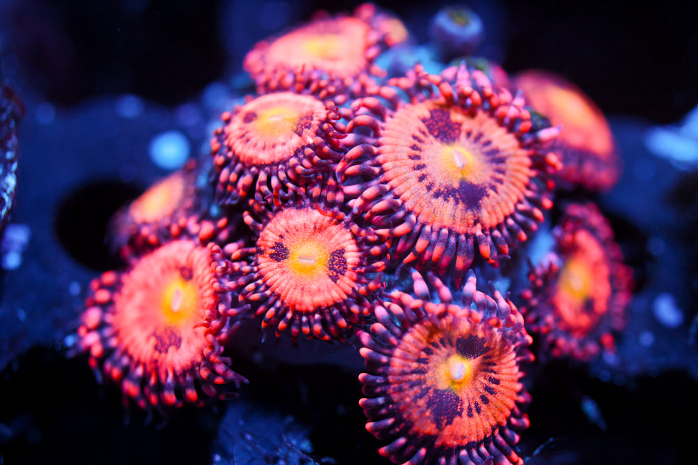 JF Crybaby Zoa