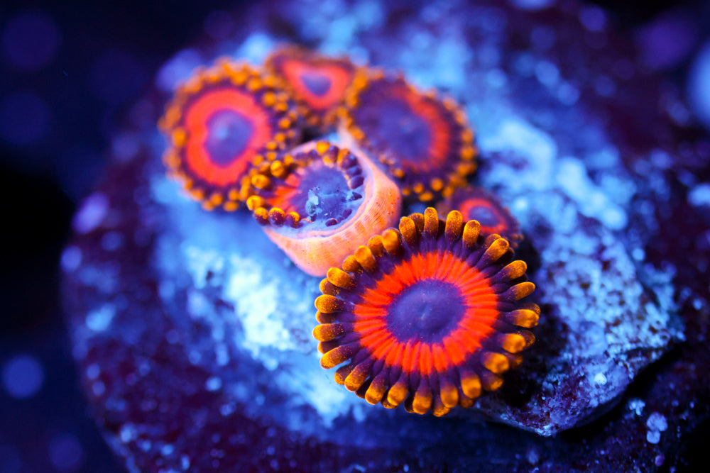 Fruit Loops Zoa 2