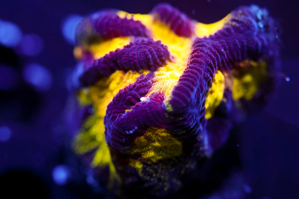 Black and Yellow Platygyra 4