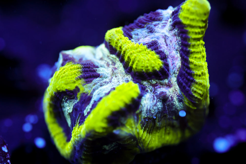 Court Jester Platygyra