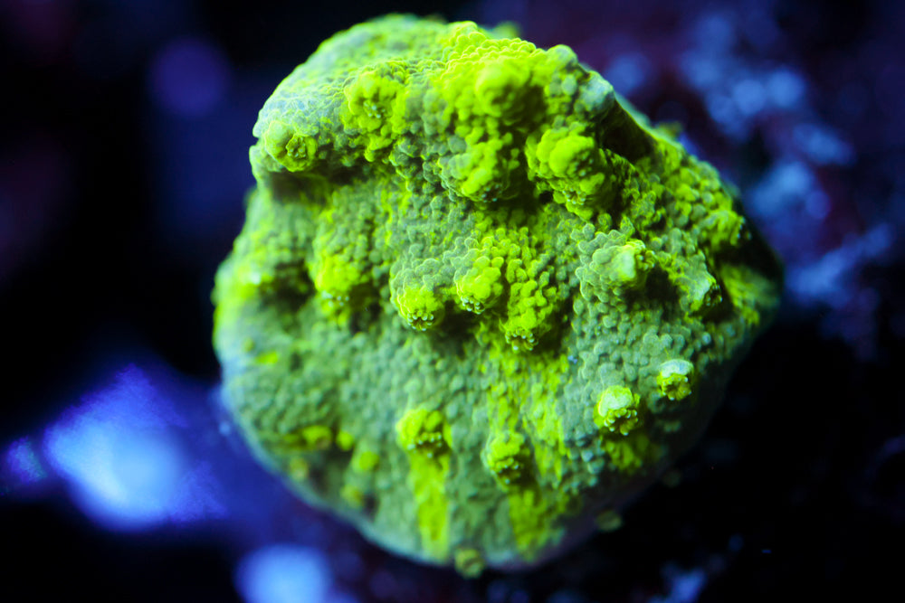 Grafted Astreopora