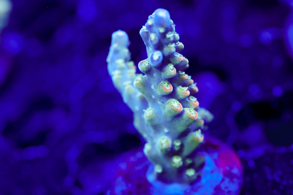 CV Pixy Stix Acro 2