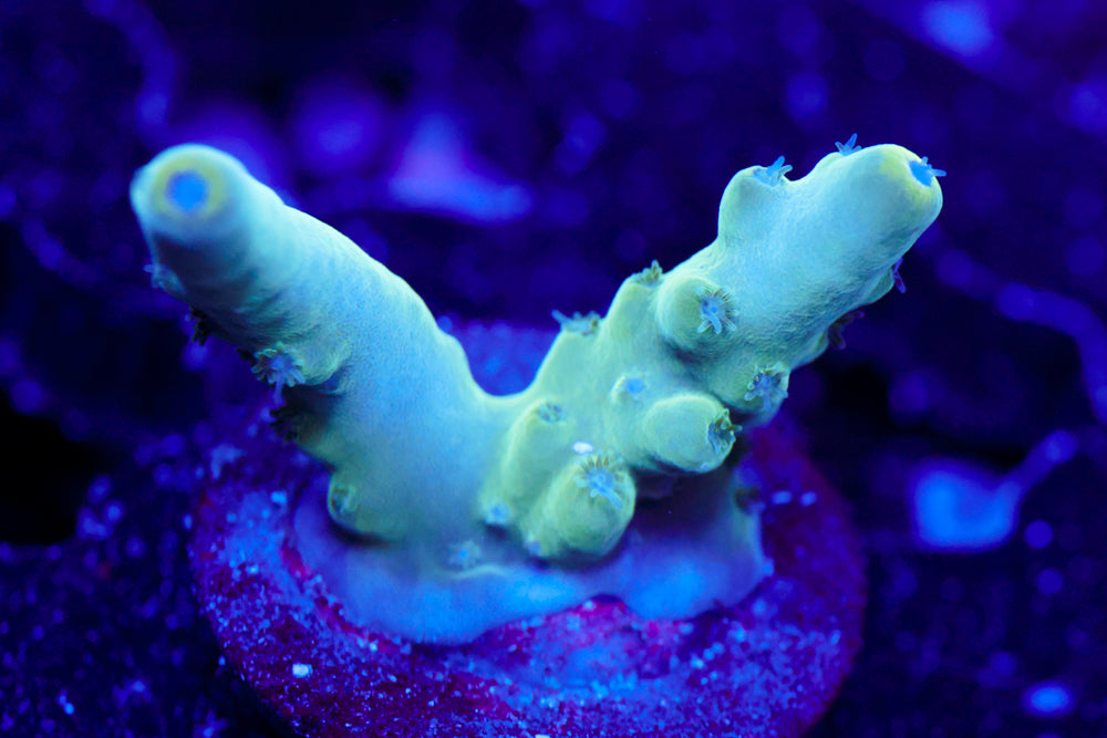 WWC Blue Thunder Acro 1