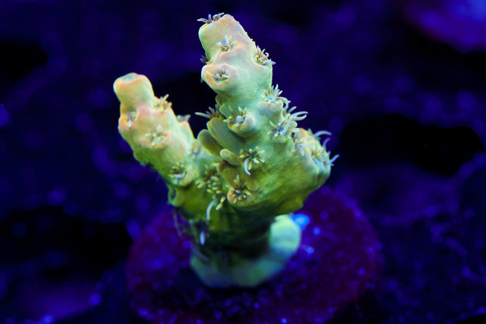 TSA Dan Aykroyd Acro 1