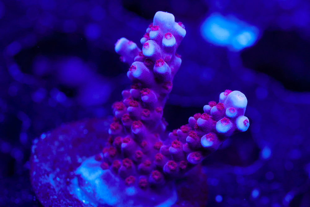 BC Space Lazer Acro