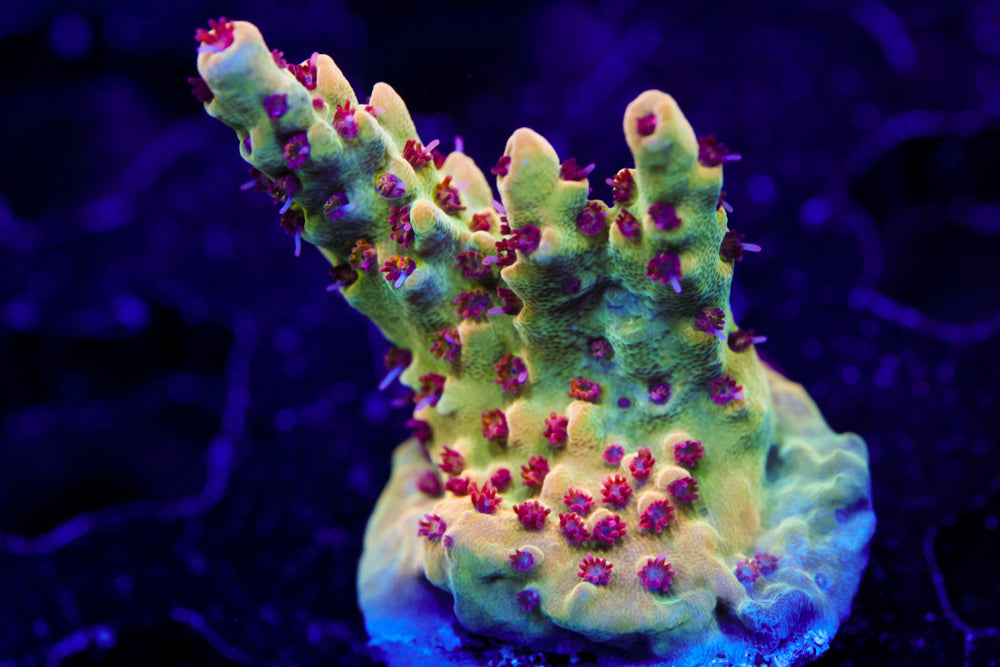 RMF Red Devil Nasuta Acro