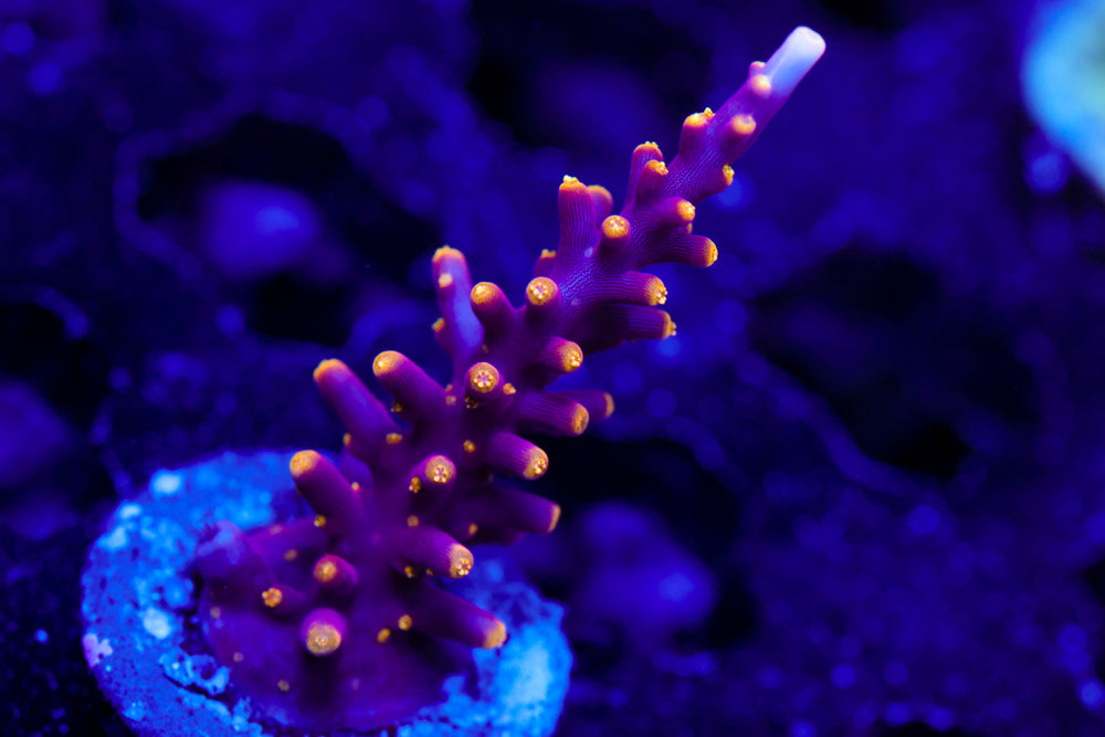 WWC Little Red Ferrari Acro