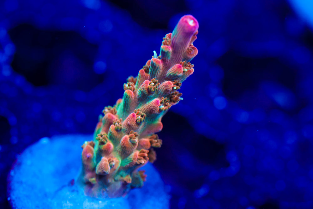 ARC Master Yoda Acro 1