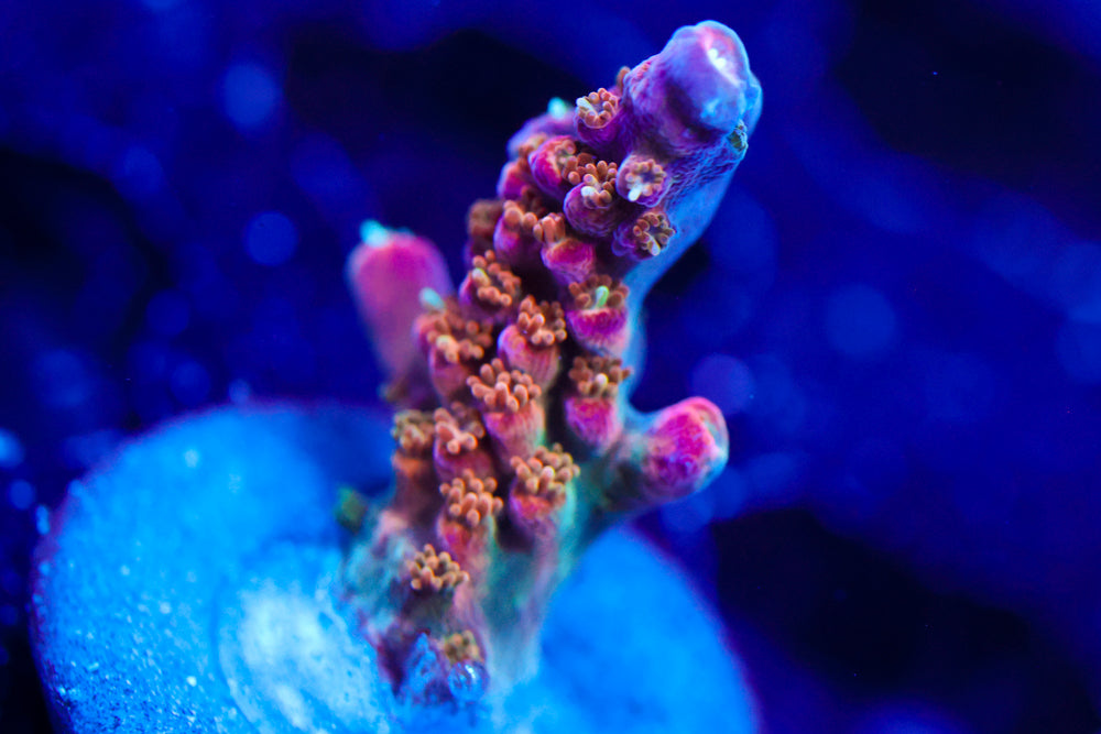 ARC Master Yoda Acro 2