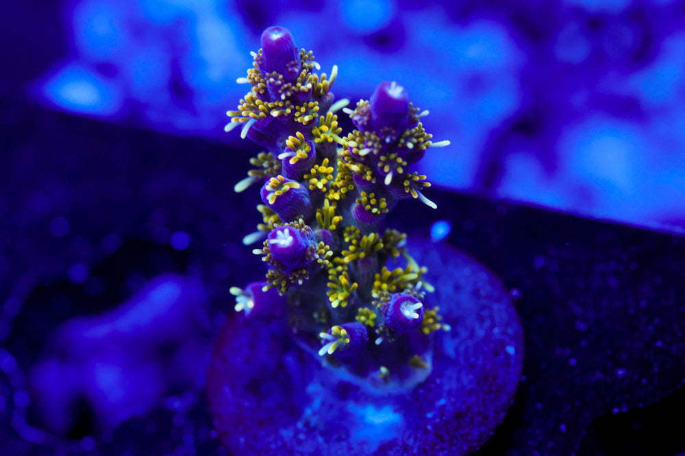 CV Golden God Acro 1