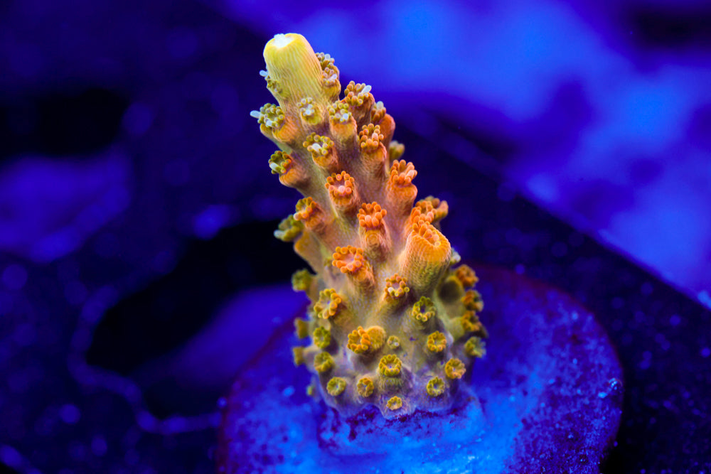 TGC Orange Creamsicle Acro 1
