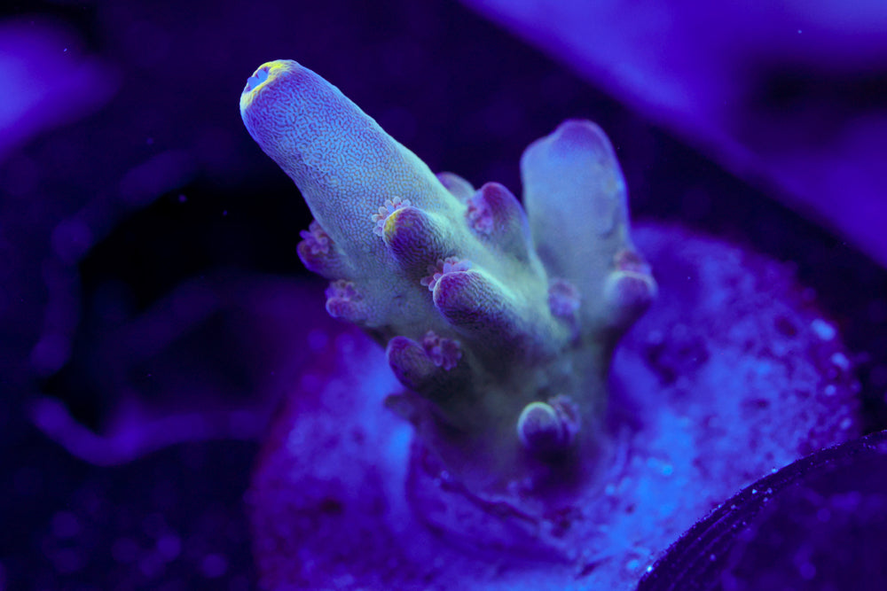 WWC Purple Candle Acro