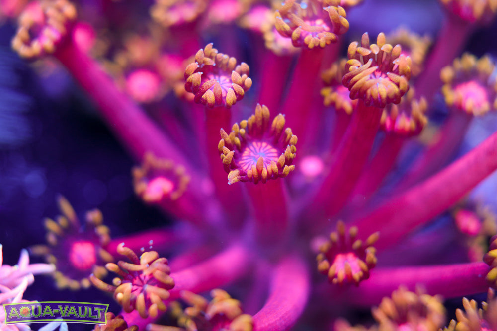 CV Fireball Goniopora Mother Colony