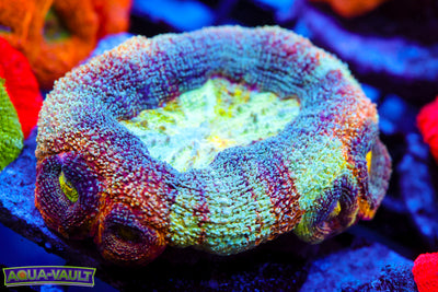 CV Rainbow Master Bowerbanki $$$$$$