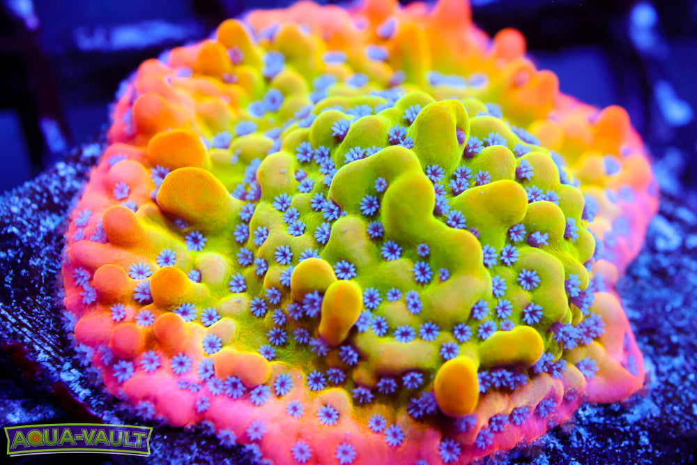 Alter Ego Montipora Mother Colony