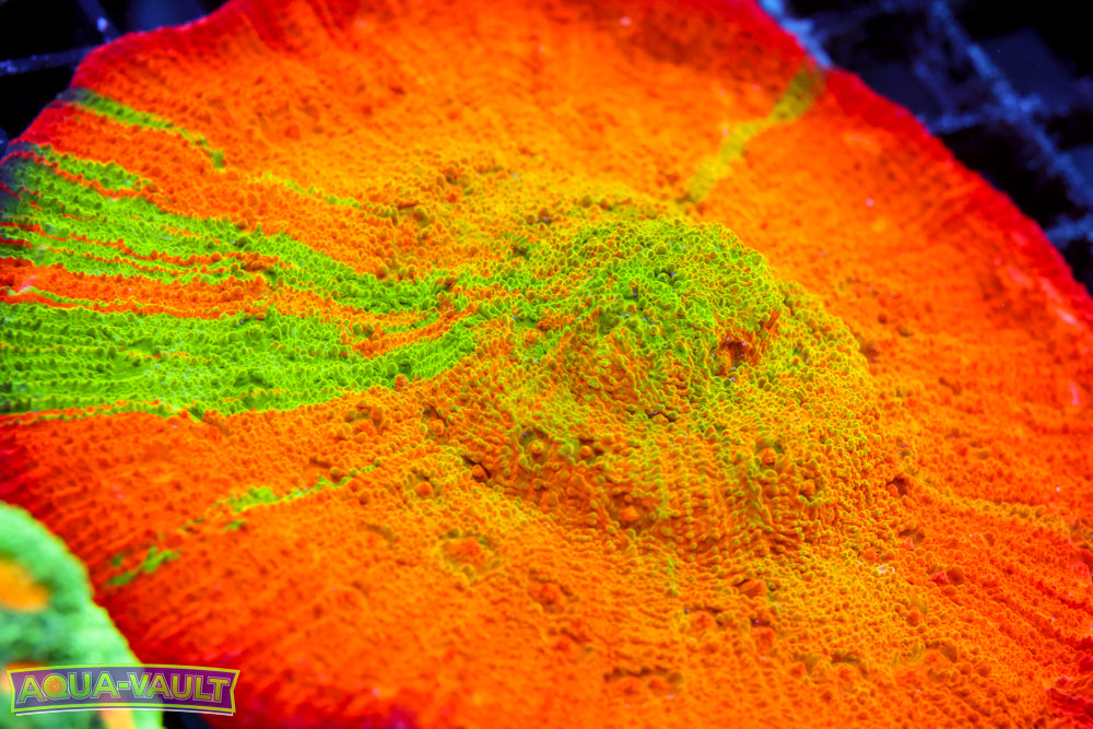 ARC Ludacris Chalice