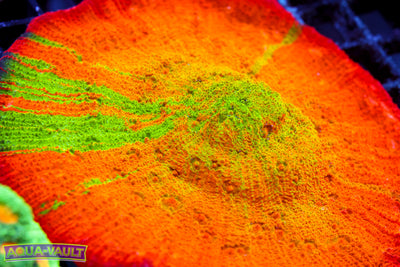 ARC Ludacris Chalice