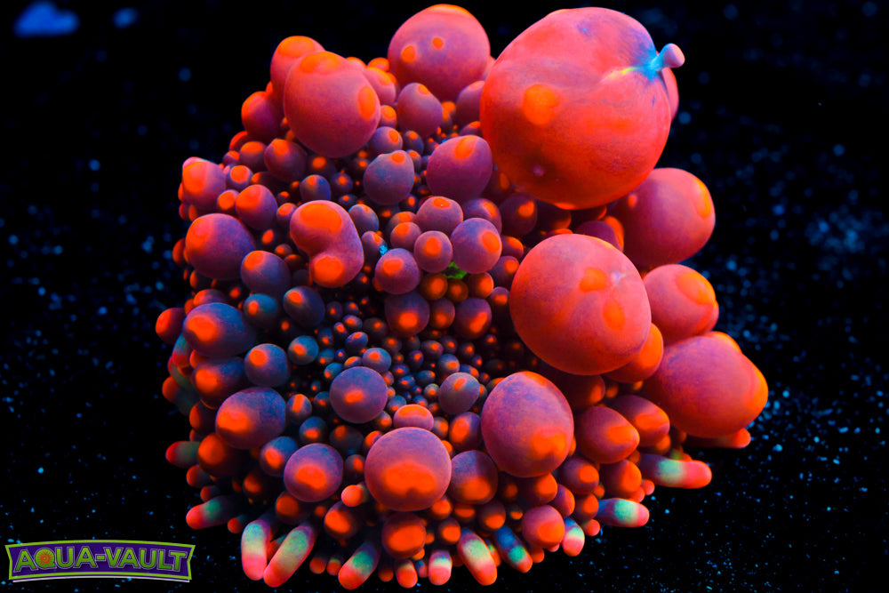CV Animal Bean Bag Bounce Mother Colony
