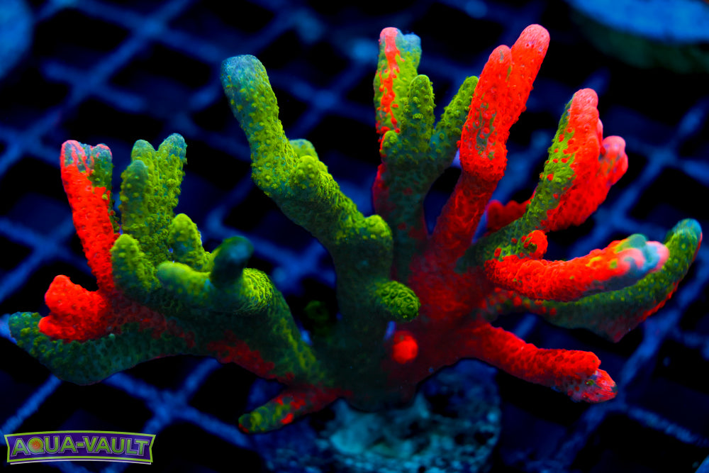 WWC Contraband Montipora Digitata Mother Colony