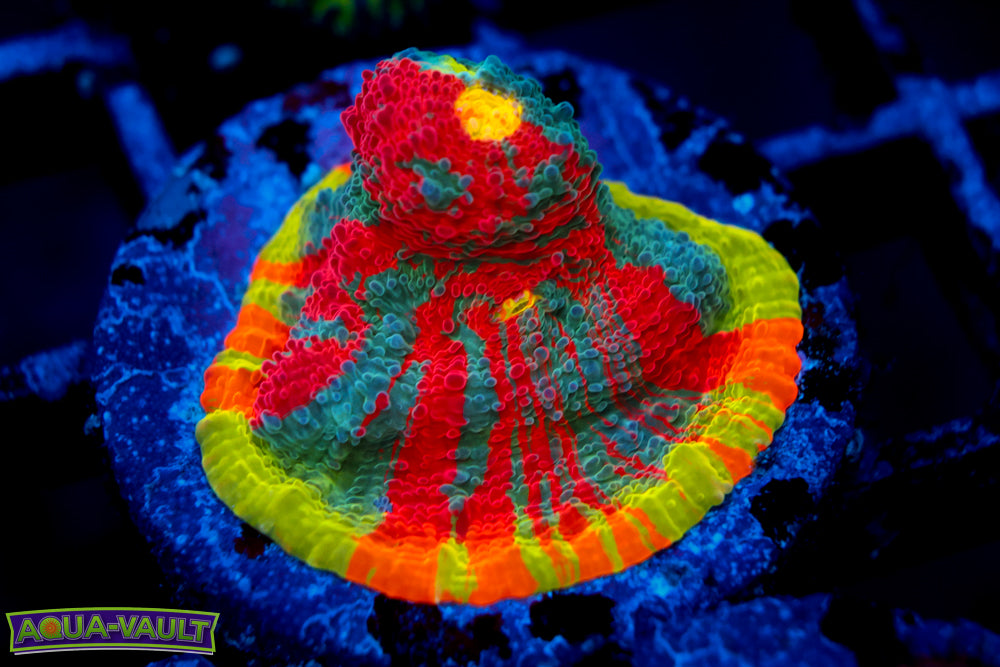 CV Rainbow Chalice