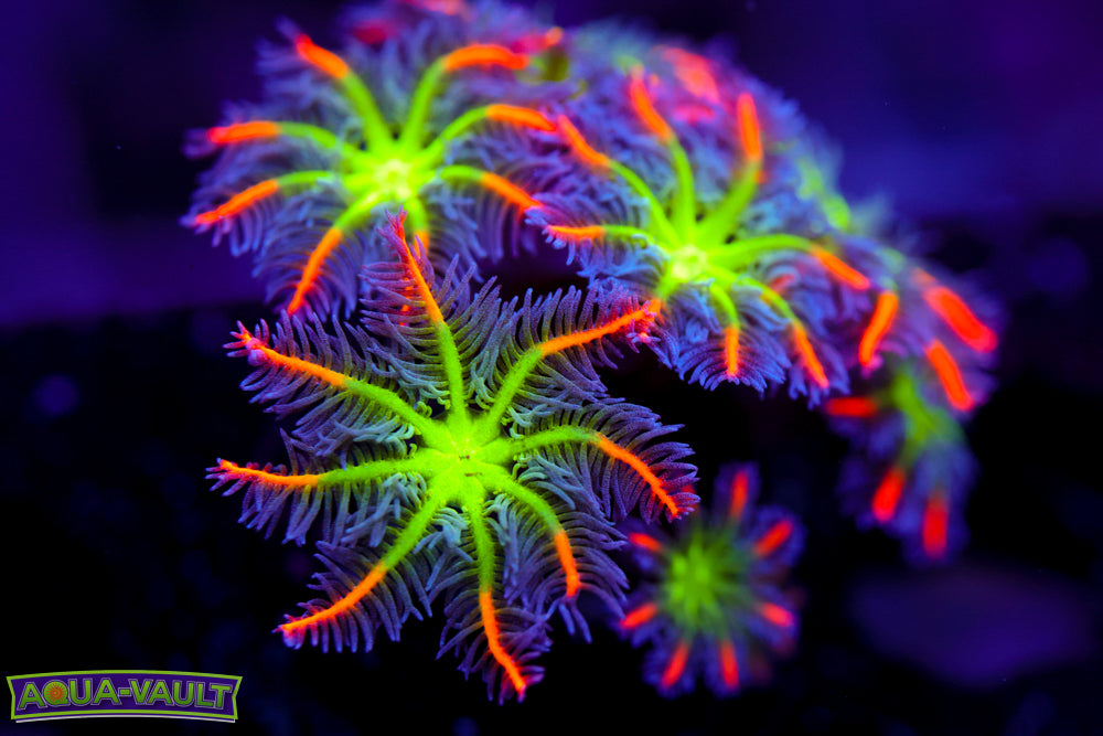 Big R Firework Cloves Mother Colony