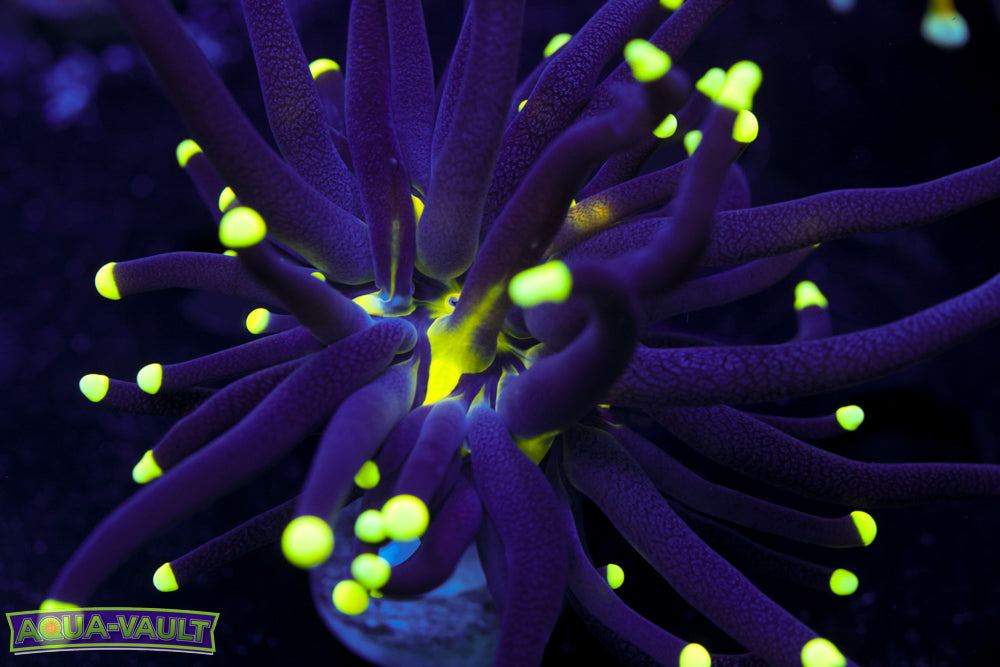 CV Gamora Torch Mother Colony