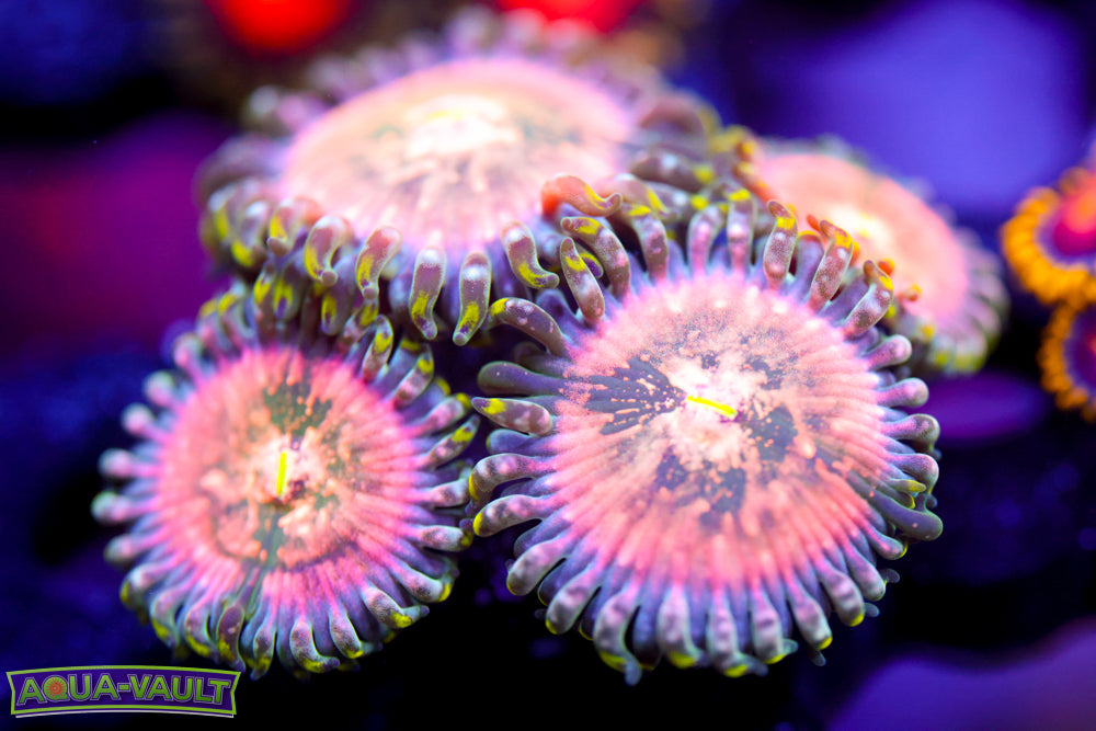 Cosmic Hawaiian Zoa Mother Colony