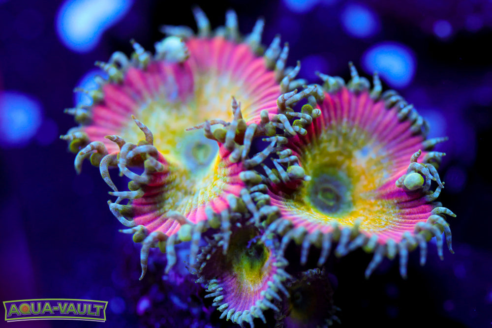 Beauty & Beast Zoa Mother Colony