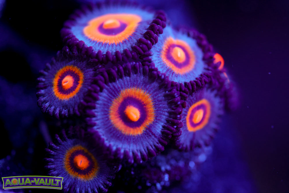 OG Wolverine Zoa Mother Colony