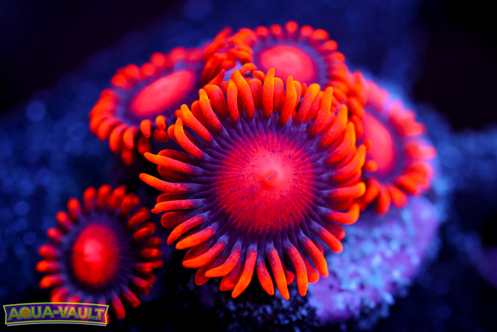 Bam Bam Zoa Mother Colony