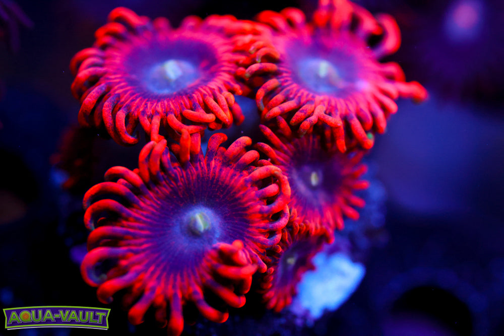 Lunar Eclipse Zoa Mother Colony