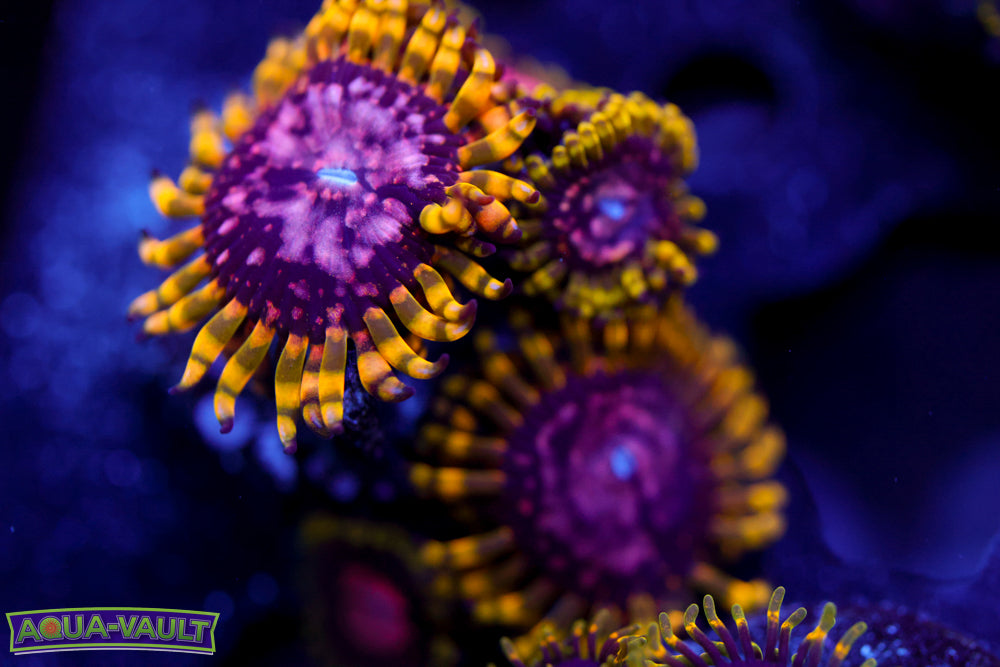 Purple Monster Zoa Mother Colony