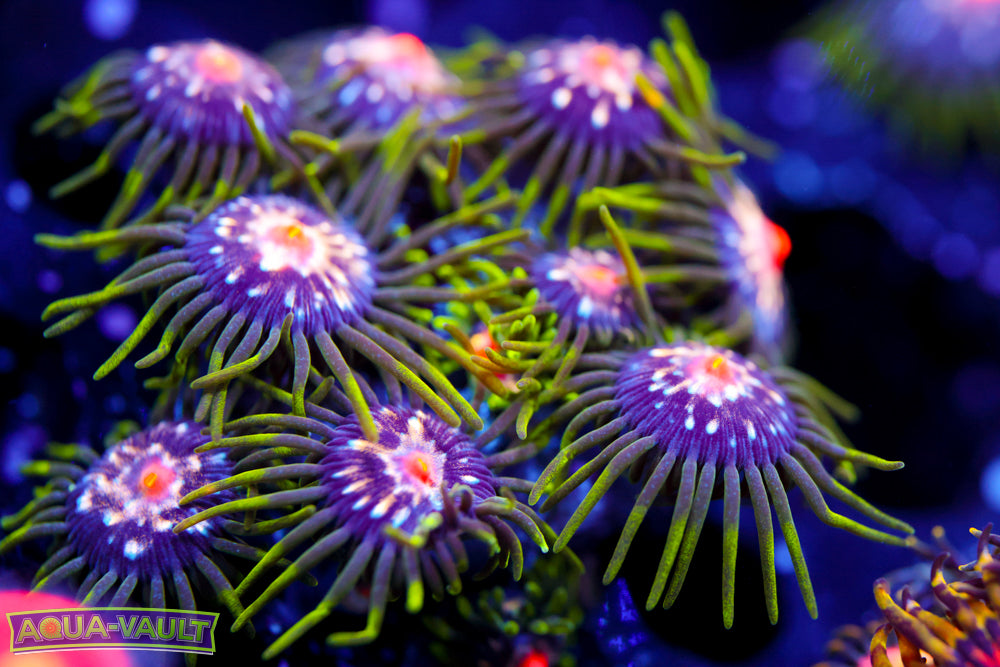 JF Stargazer Zoa Mother Colony