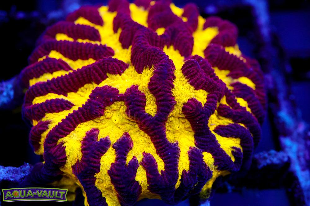 Black and Yellow Platygyra