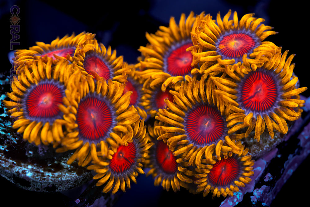 CV Super Saiyan Zoa Mother Colony
