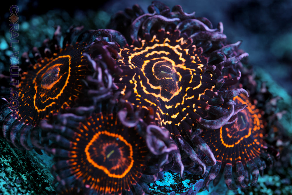 OG Stratosphere Zoa Mother Colony