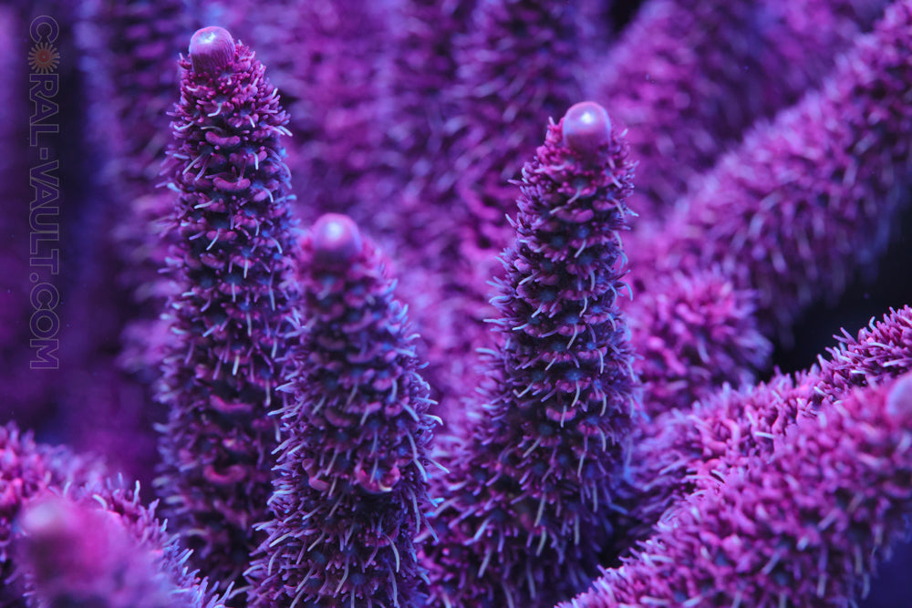 RMF Diablo Millepora