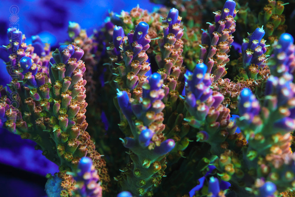 BC Bubblebath Unicorn Acropora