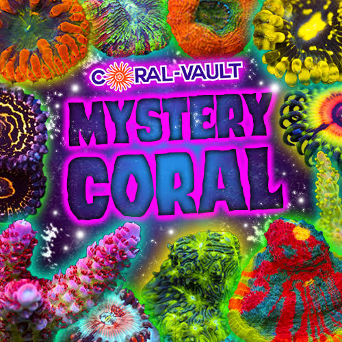 2 Mystery Corals (our pick)