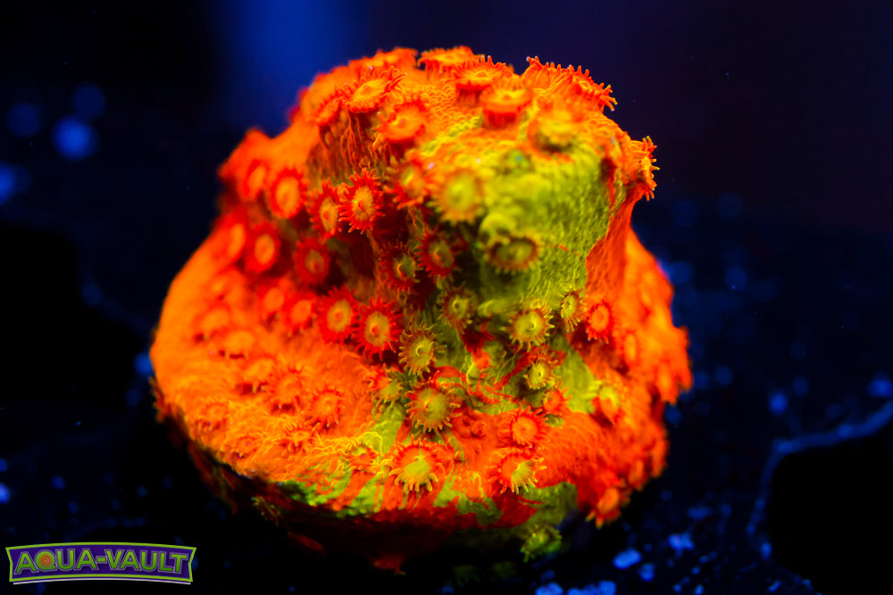 Circuit Breaker Cyphastrea