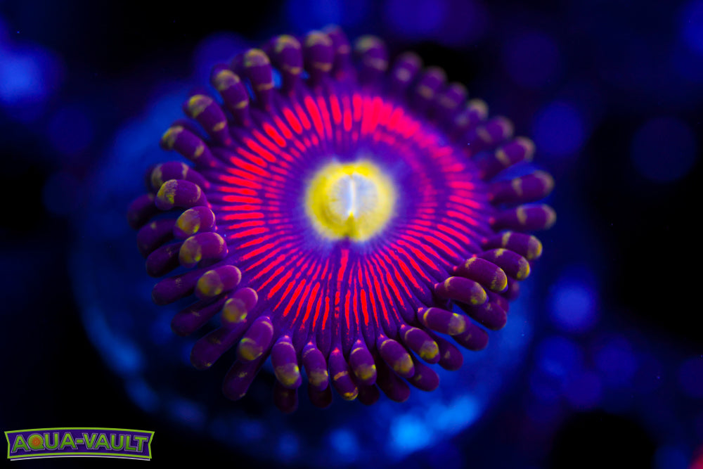 Powerball Zoa