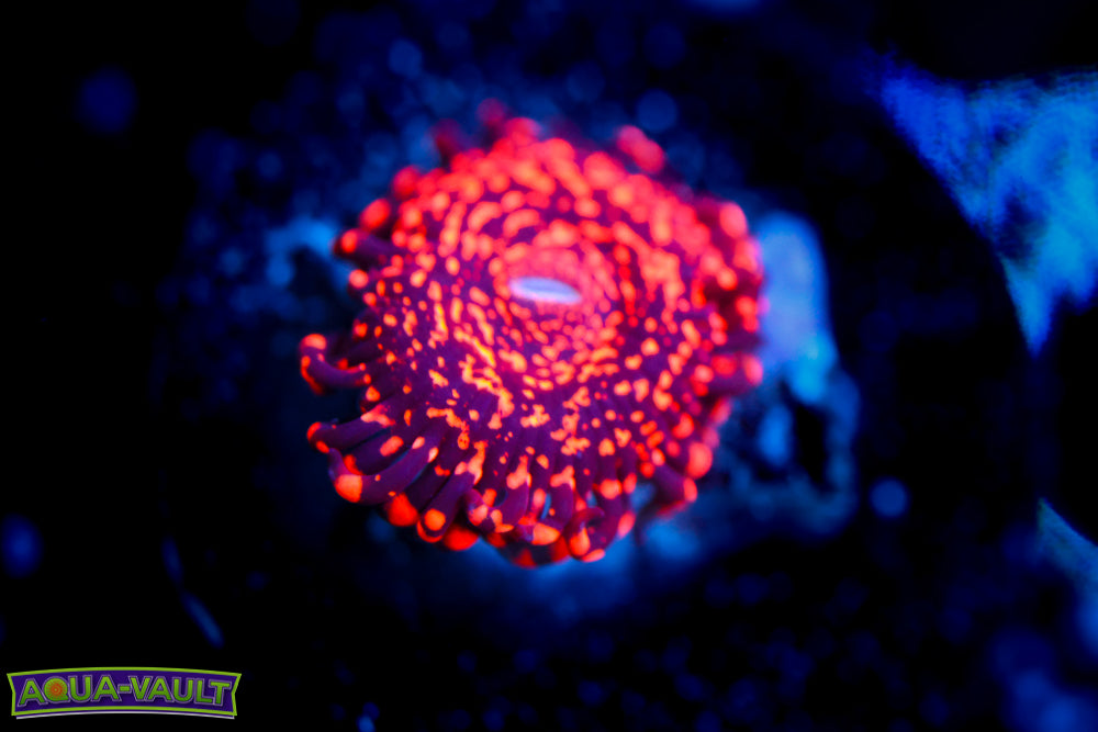 Nightmare Zoa