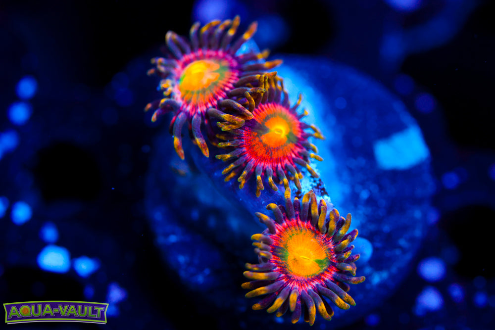 Laser Lemon Zoa